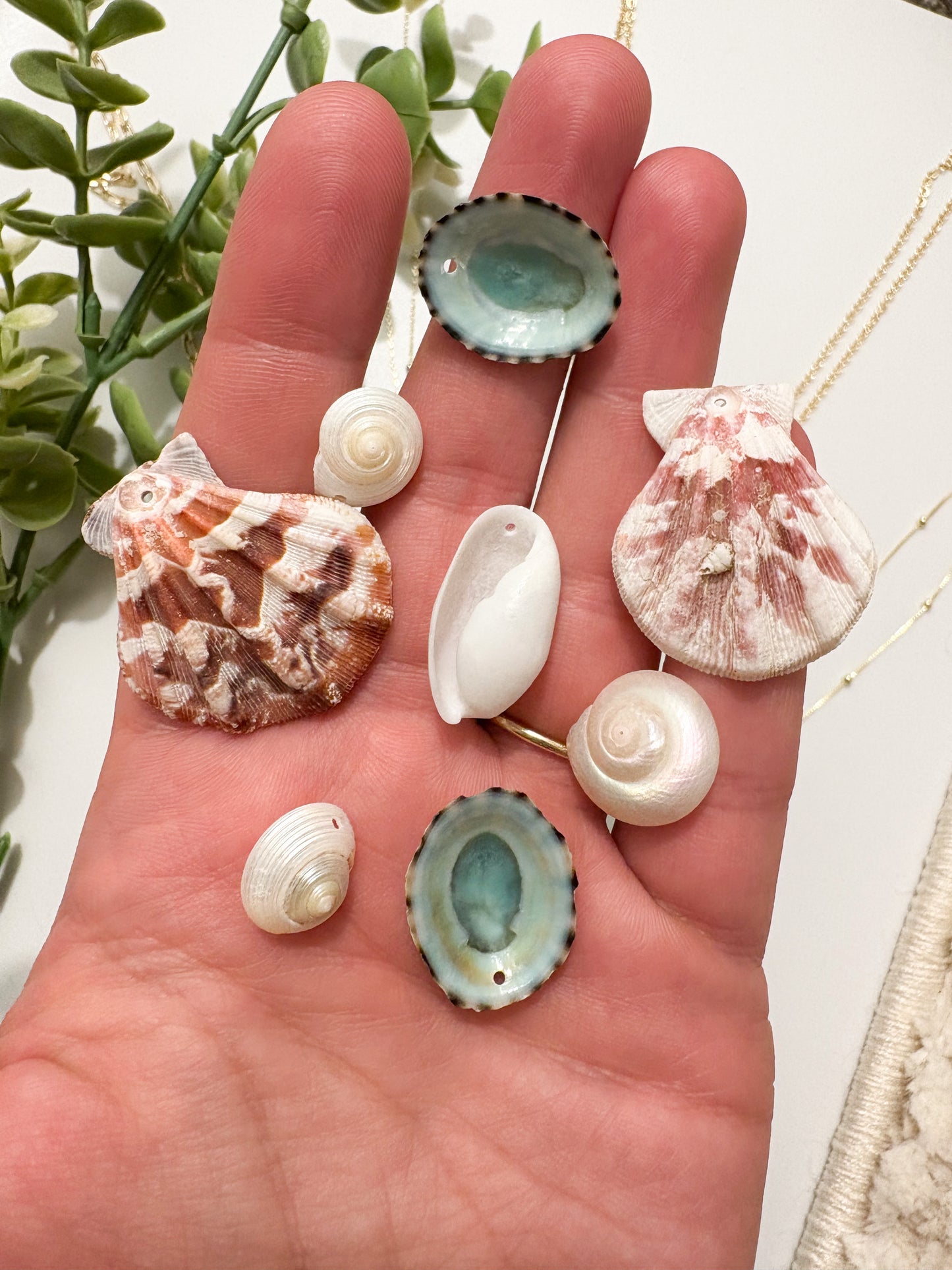 Seashell Treasure Neckalce