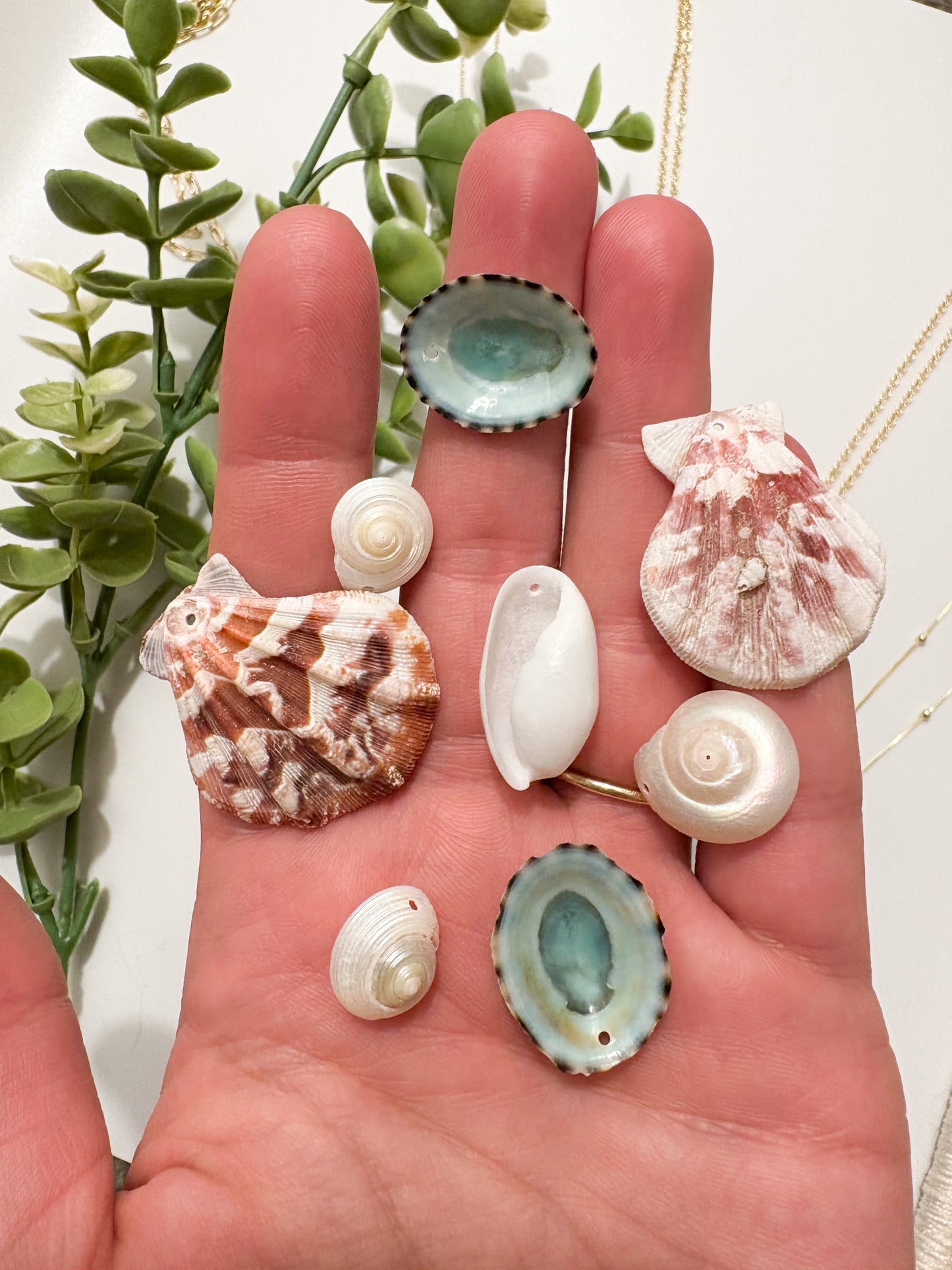 Seashell Treasure Neckalce