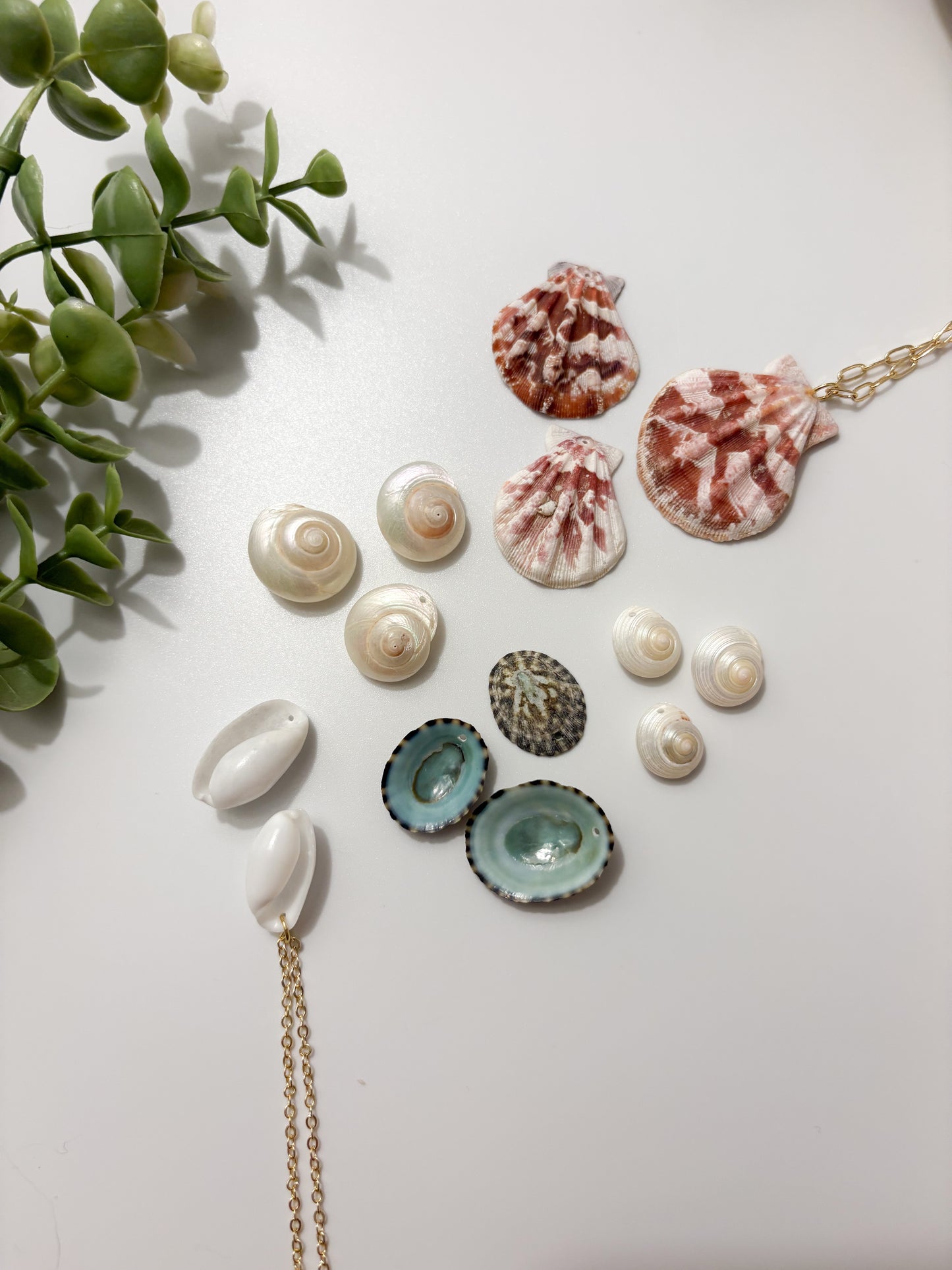 Seashell Treasure Neckalce